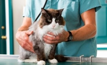 Clínica Veterinaria La Salut - Centro Veterinario Barcelona