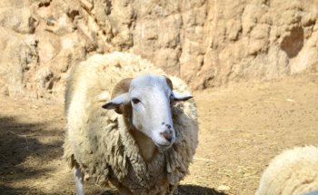 Veterinari St Cebrià de Vallalta