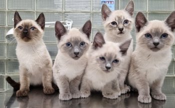 La Veterinaria