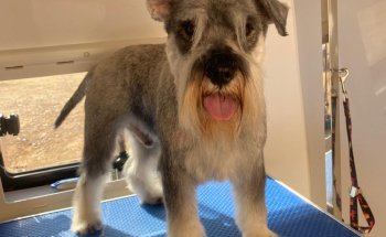 Nudos Peluquería Canina