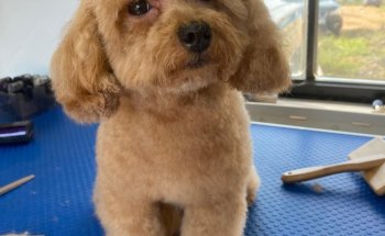 Nudos Peluquería Canina