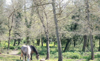 CREA Veterinaris SCP