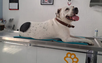 Vet Site