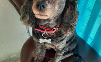 Consultorio médico veterinario como perros y gatos