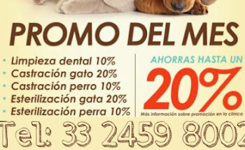 VETERINARIA AMEDOG