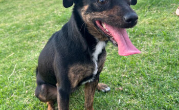 Lopets Veterinaria