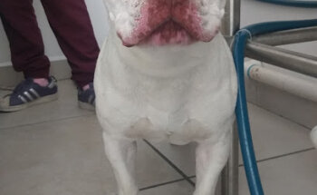 Veterinaria Nikniu