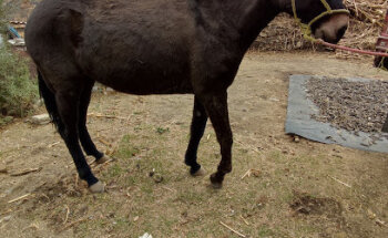 Veterinaria Piña