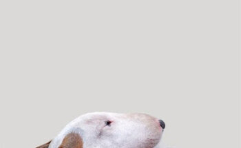 Veterinaria Rock Can Roll