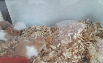 Pet Shop SUPER PATITAS