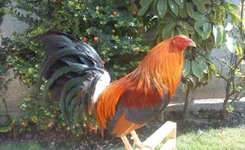 Don Gallo
