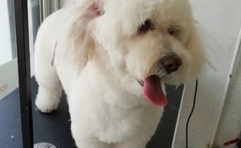 Patitas limpias