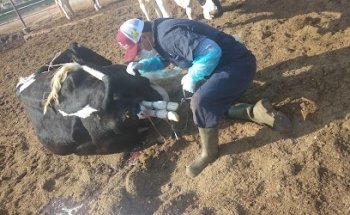 Veterinaria y articulos para caballos y ganado