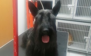 Veterinaria Spa Kan