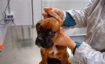 Veterinaria Akire