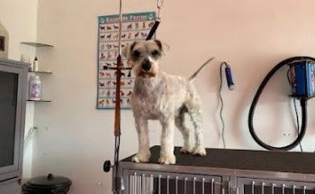 THE BARBER DOG