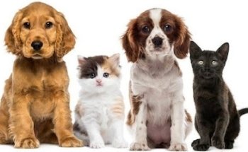 Caasa Veterinario