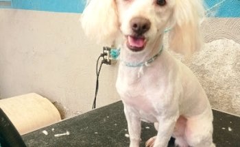 SPA-VET