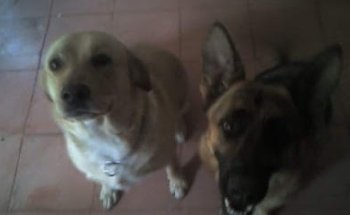 Veterinaria Gaia y Atena