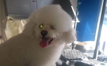 Peiró Veterinaria