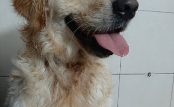 Canino Look