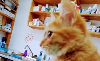LMVets Servicio veterinario