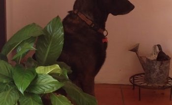 Dunia Veterinario