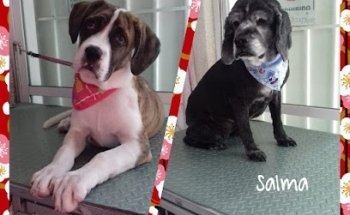 Dog cute