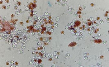 Lab for Vets