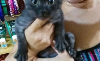 San Jose Clínica Veterinaria Álamos