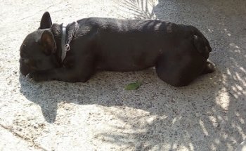Veterinaria Dr T