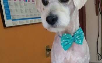 Veterinaria Lety