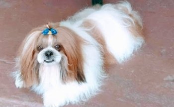 Breli Veterinaria