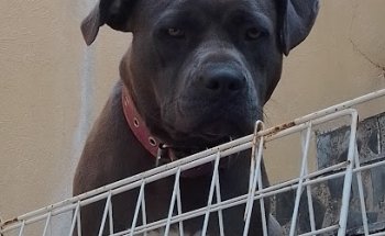 Veterinaria Hachiko