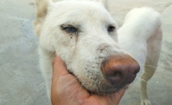 Veterinaria Rojo