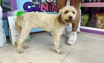 CaNinna