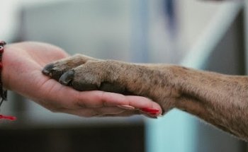 Pet Groom Salon