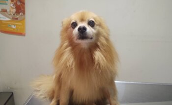 Veterinaria San Jorge