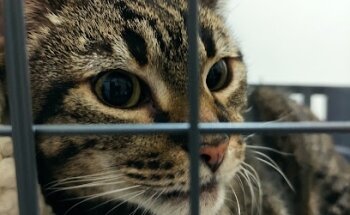 HOLIVET Clínica Holística Veterinaria