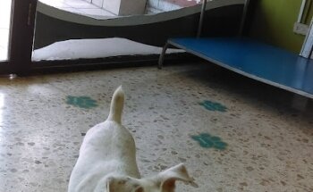 Veterinaria Alemán