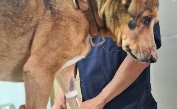 Gamiño's Vet