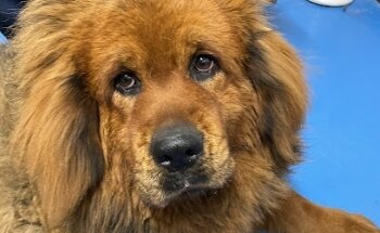 Cardiología veterinaria México CDMX