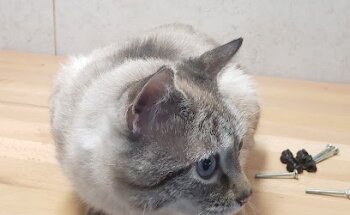 VETERINARIA SER-VET