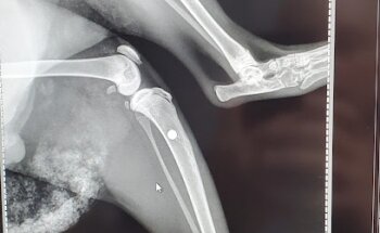 Dr. Vet