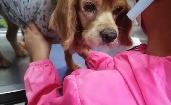 BABY DOG