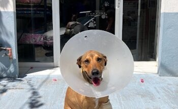 Veterinaria La Vena