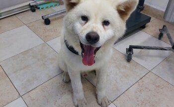Clínica Veterinaria Wellyndog