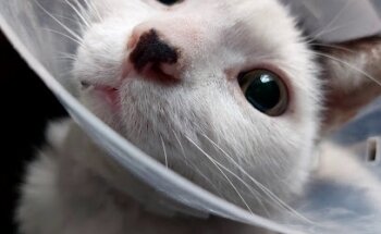 Mi vet