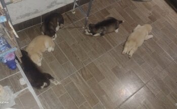 Veterinaria Lau