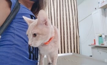 VETERINARIA AMAROS